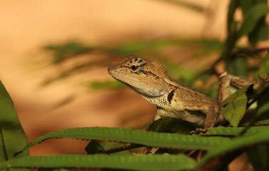 A lizard eat insects on a tree.