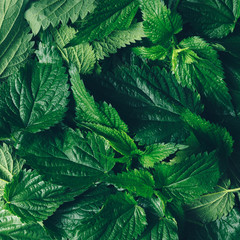 Fototapeta na wymiar Creative nettle leaves background. Minimal nature concept. Flat lay. Green herbs texture.