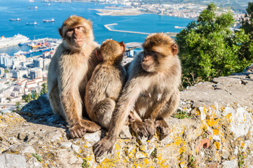 Fototapeta premium The Barbary Macaque monkeys of Gibraltar. The only wild monkey population on the European Continent. At present there are 300+ individuals occupying the Gibraltar nature reserve.