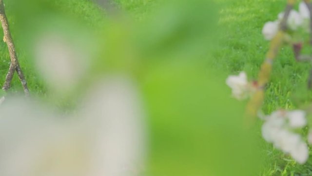 Little girl portrait eating red apple outdoor. A girl with an apple on the background of flowering gardens.