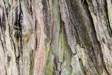 Abstract Surface texture and trenches on the bark of tree trunk