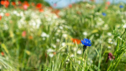 Blue cornflower in a green meadow