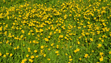 Summer dandelions close up.