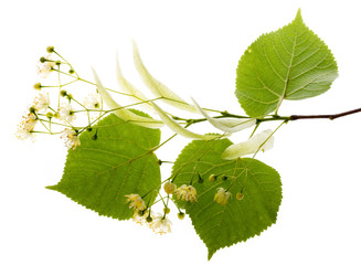 Linden flowers (Tilia cordata) isolated on a white background