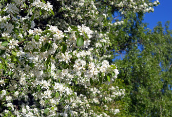 The branch of a blossoming apple tree.