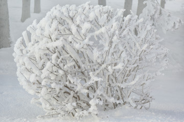 Winter frost bush snow and ice covered. Winter tree background.