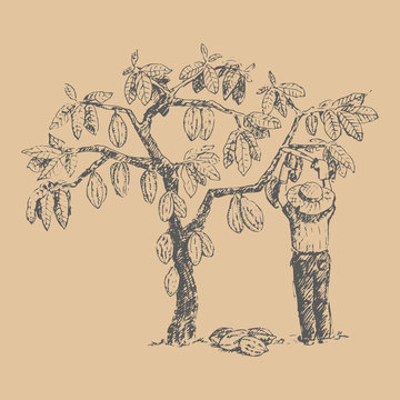Vector cocoa tree with man character farmer hand drawn sketch doodle food chocolate sweet illustration.