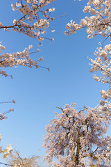 京都円山公園の枝垂れ桜
