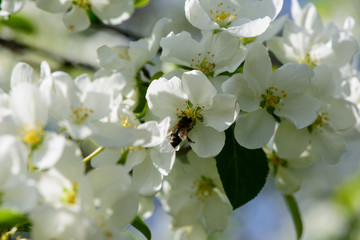 Sunlight on branch with appleblossom on appletree in spring on the green backround with bee