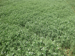 Blooming peas in the field. Flowering of legumes. Flowers of peas