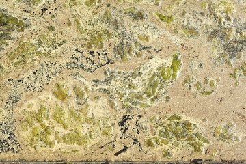 Grünlich-gelbe  Algen