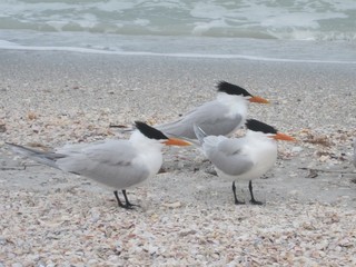 Three elegant terns standing on seashell strewn shore all looking to the right