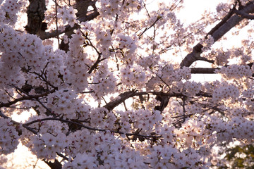 京都円山公園の桜