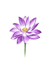 Lotus watercolor 