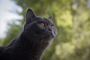 grey cat animal scottish cute cat sweet