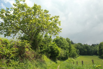 Obraz premium SENTIER DE RANDONNÉE