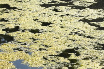 Grünlich-gelbe  Algen