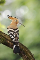 Upupa (Upupa epops)