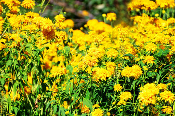 Fototapeta premium Overgrown in the garden of large yellow flowers.