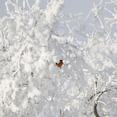 Winter frost branches snow and ice covered. Winter background with red bullfinch.