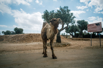 Camel in Fasano apulia safari zoo Italy