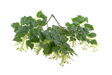 linden branch on white background