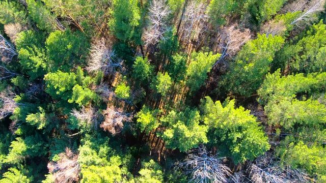 Aerial view of treetops. Camera moves forward over the forest. Siberia