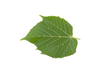 green leaf of a linden tree on a white background
