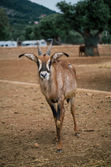 Mountain goat in Fasano apulia safari zoo Italy