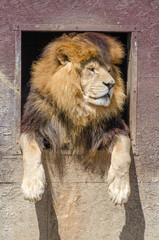 lion