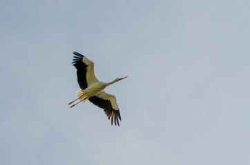 flying stork