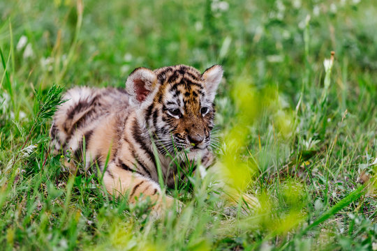 a tiger hunts insects, plays in the grass