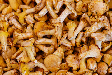 Echter Pfifferling auf einem Markstand.(Cantharellus cibarius),