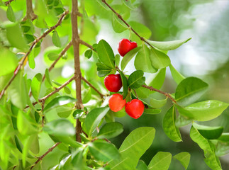 Obraz premium Red and sweet cherries on a branch just before harvest in early summer