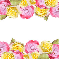 Beautiful floral background of roses. Isolated 