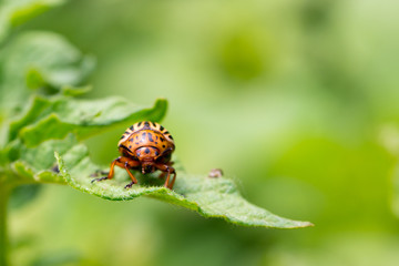 Colorado beetle on potato leaves. Colorado potato beetles (Leptinotarsa decemlineata) also known as the Colorado beetle destroy potato plants and cause huge damage to farms. Selective focus, some blur