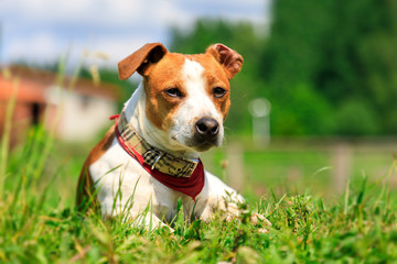 Jack russel terrier on green grass