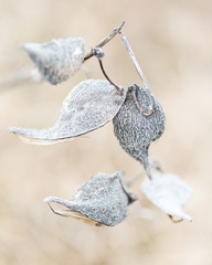 Seed pod 