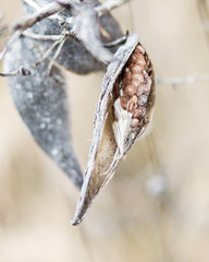 Bursting seed pod in winter
