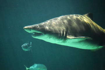 Naklejka premium shark