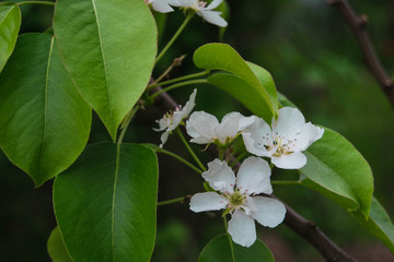 Aple tree in bloom