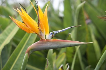 Bird of paradise flower at the lavender farm with a bee