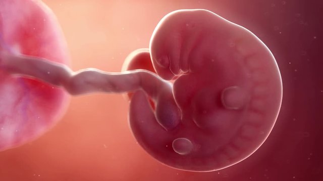 Medically accurate 3d animation of a fetus - week 6