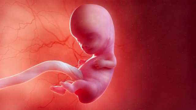 Medically accurate 3d animation of a fetus - week 9