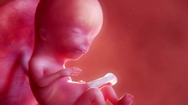 Medically accurate 3d animation of a fetus - week 12