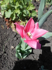 tulips, garden, flowers, nature, plant