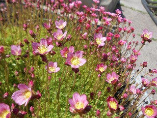 Fototapeta premium flowers, garden, plants