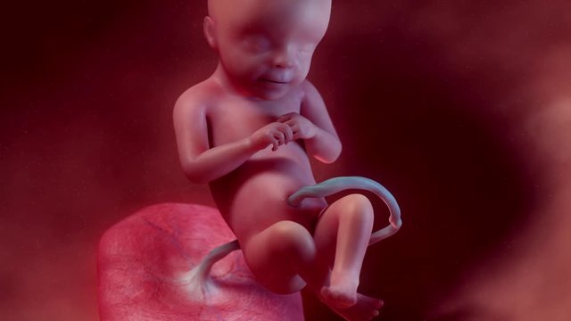 Medically accurate 3d animation of a fetus - week 19