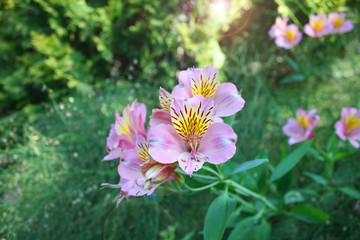 Pink alstroemeria in a spring garden