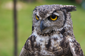 Big yellow eyes